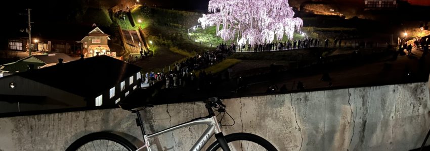 桜が見頃！レンタル電動スポーツバイクでお花見はいかがですか？